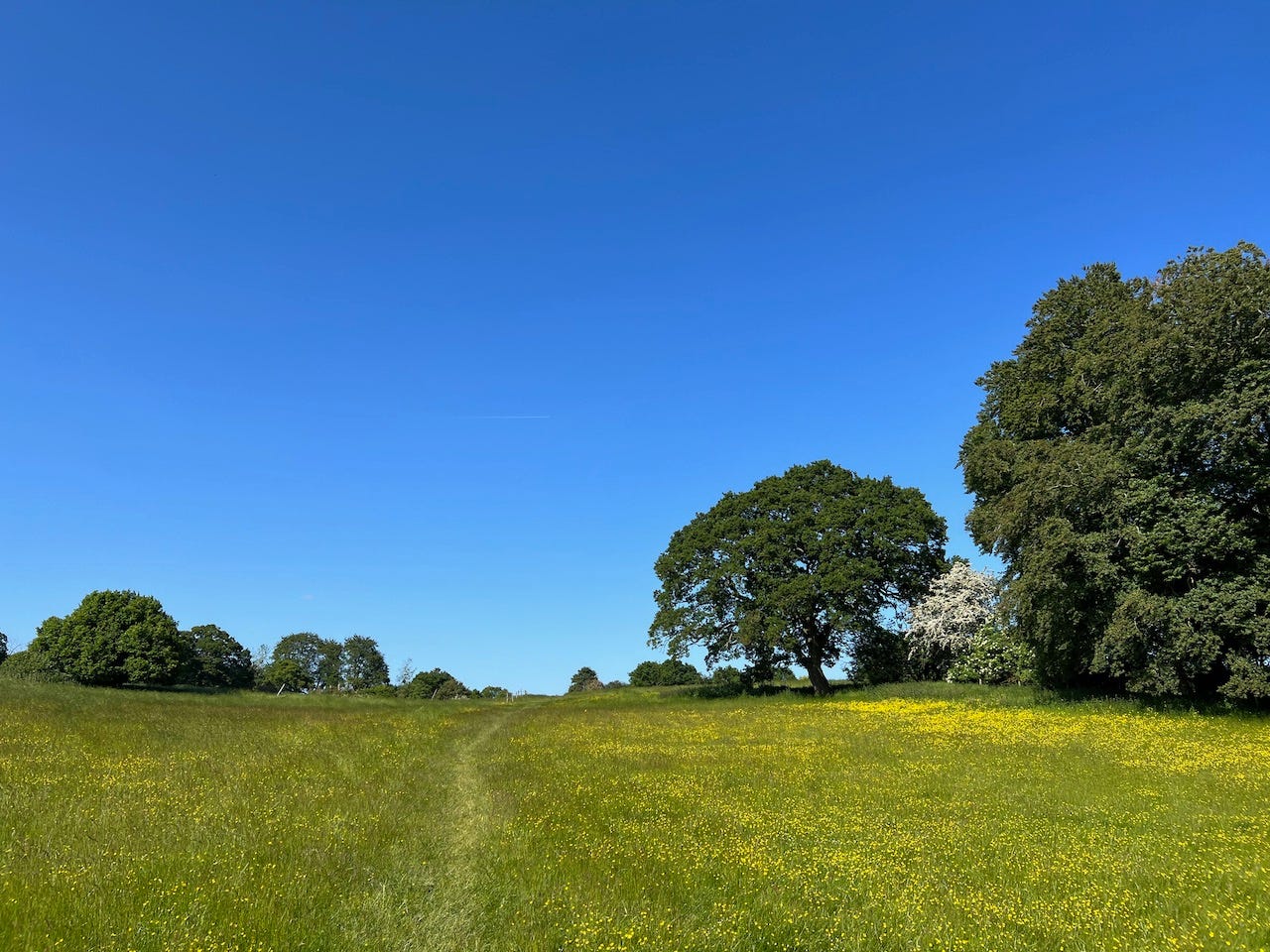 A summer walk through a field of yellow flowers