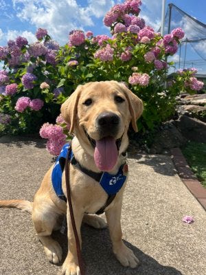 Yellow lab puppy with a blue vest on sitting on a sidewalk in front of pink hydrangea on a sunnday day 