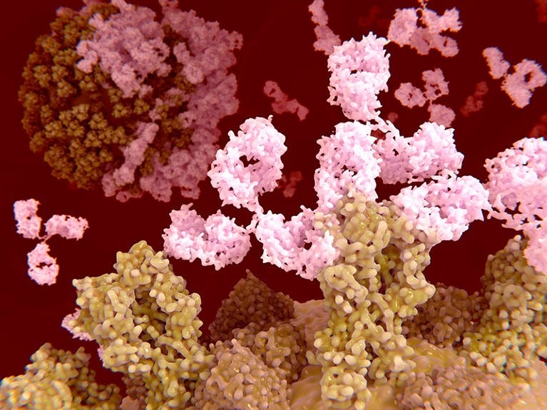 Illustration of antibodies (pale pink) attacking influenza viruses.