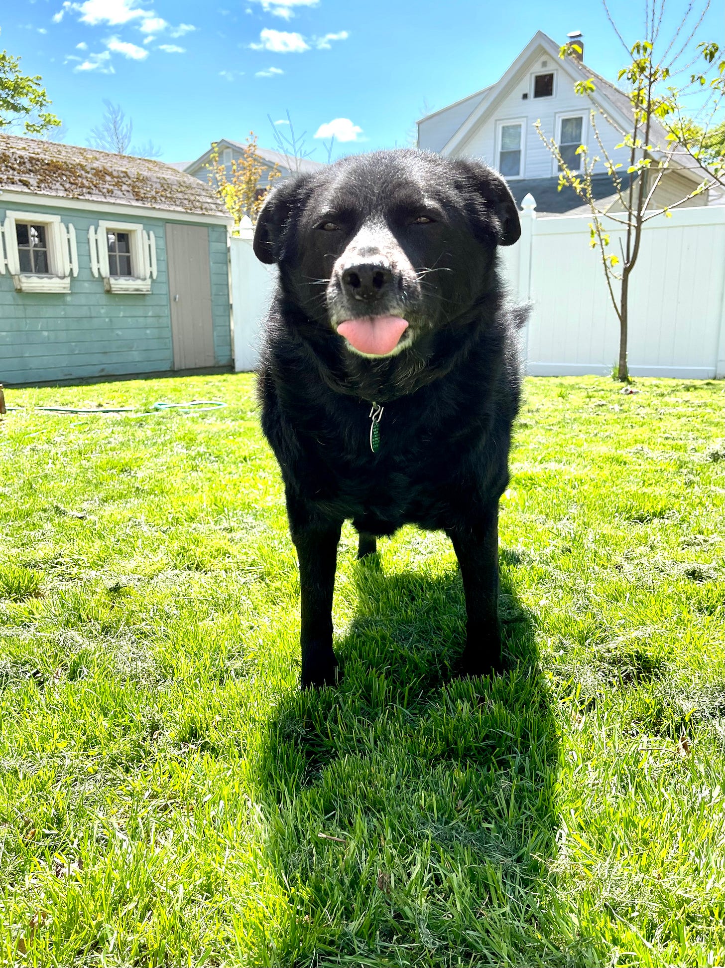 Dog on lawn with his tongue out