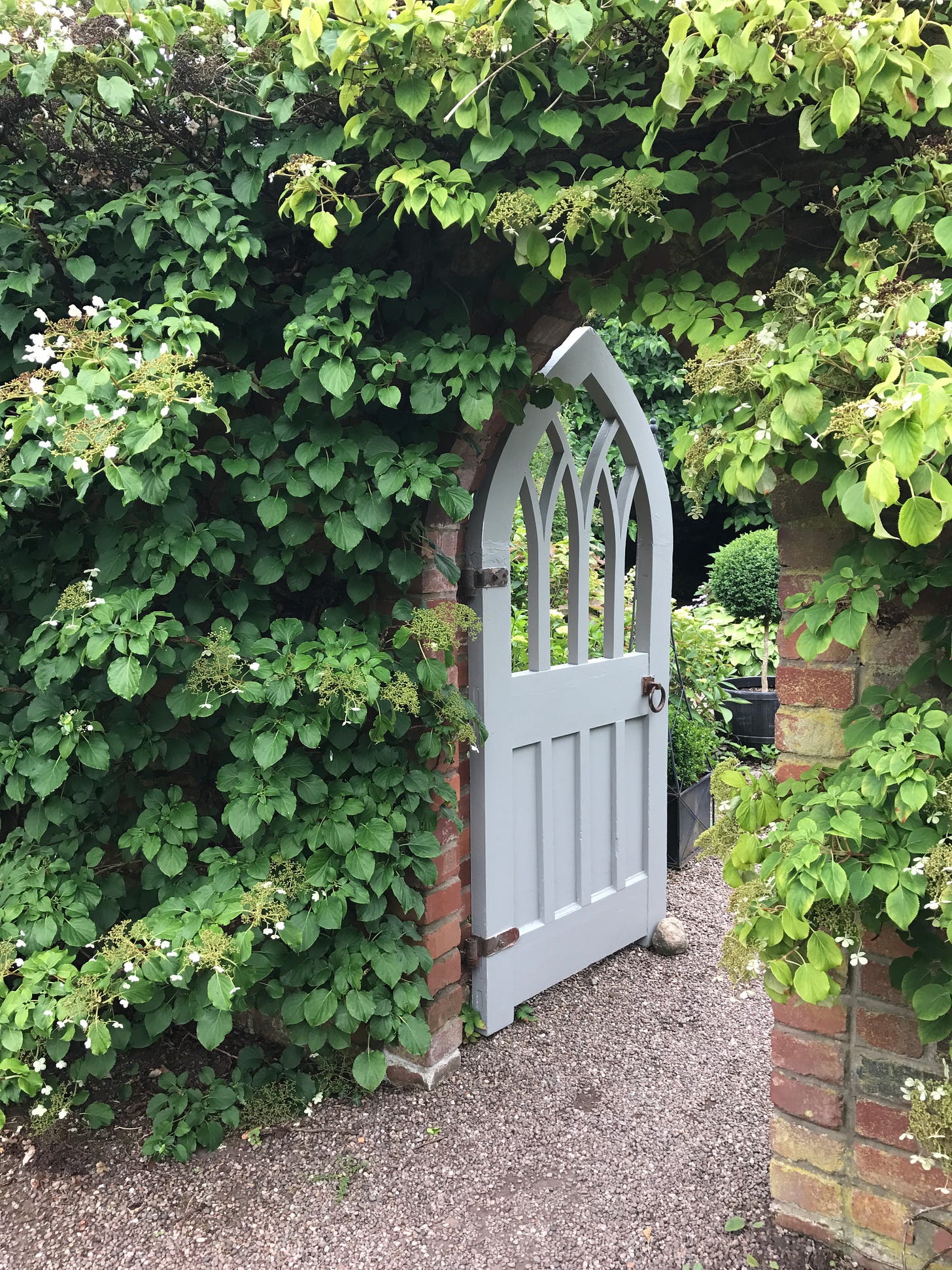 Climbing Hydrangea growing overtop of the wall and door into the garden.