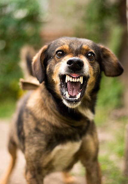 Royalty Free Angry Dog Pictures, Images and Stock Photos - iStock