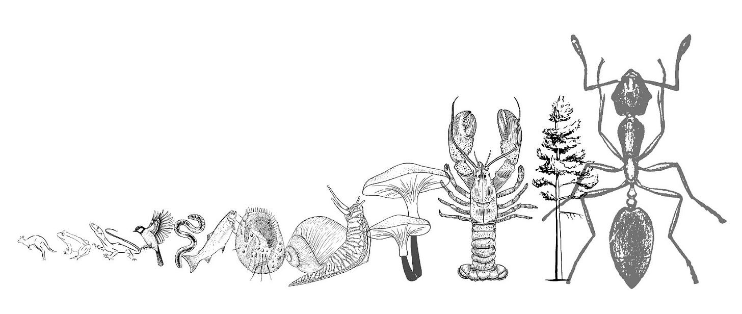 graphic of biodiversity graphic of biodiversity