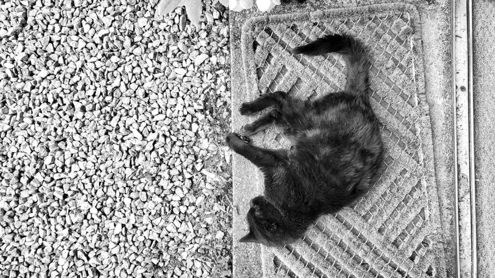 A black cat asleep on a doormat, seen from above