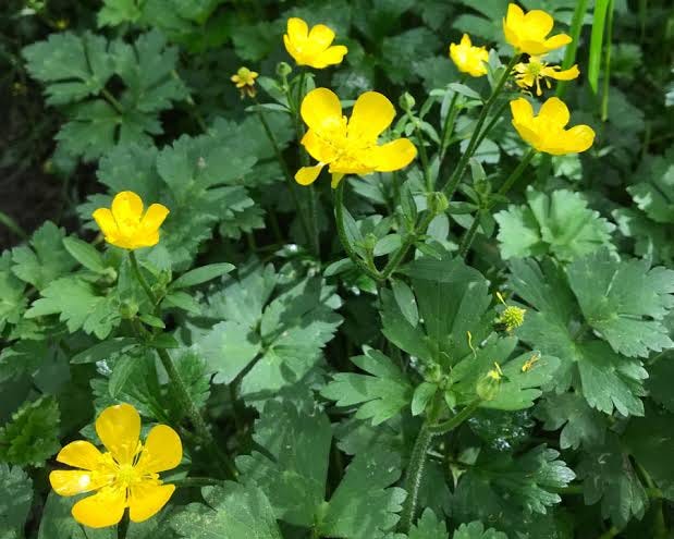 Creeping Buttercup (Ranunculus repens) - Tualatin Soil and Water  Conservation District
