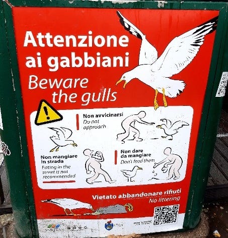 attenti ai gabbiani a Venezia