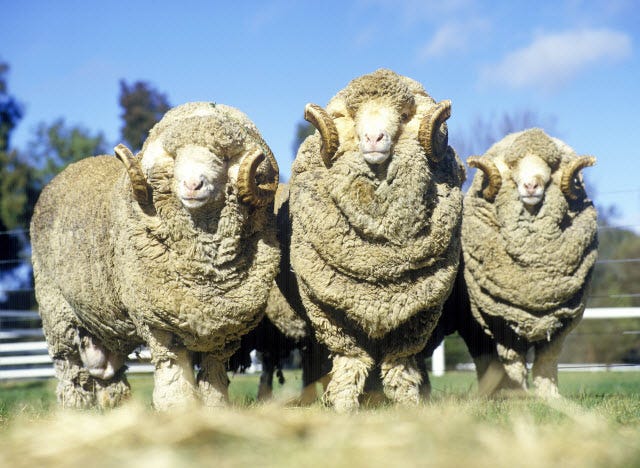What is a Male Sheep Called? [ANSWERED] - RaisingSheep.net