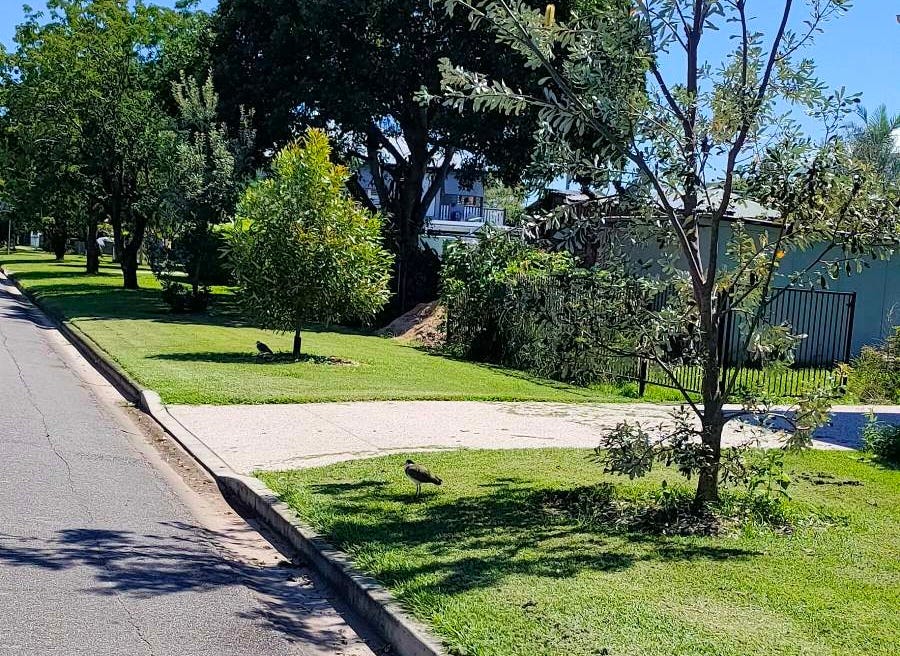 verge with two trees surrounded by mulch