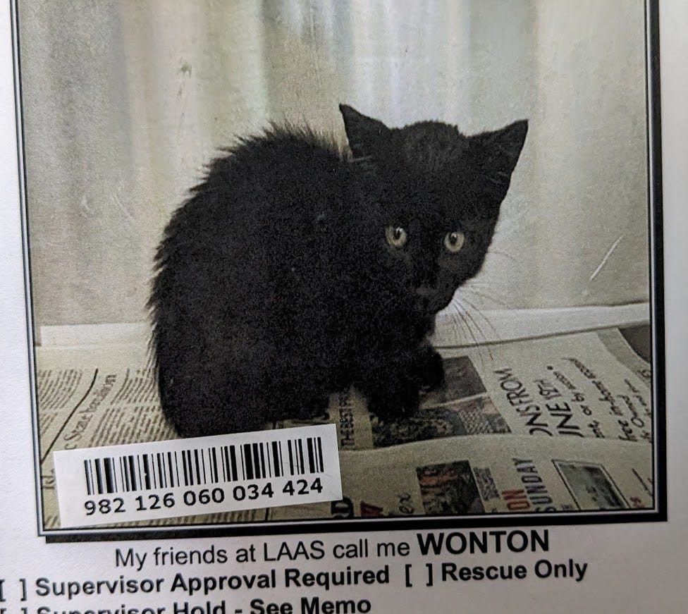 A small black kitten sitting on newspaper