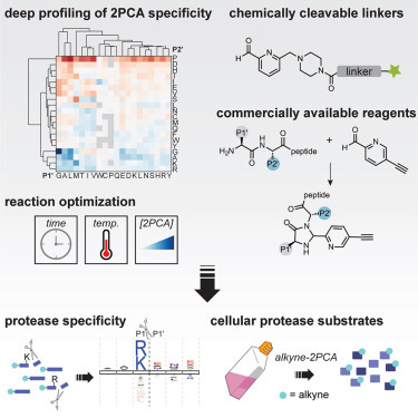 An N terminomics toolbox combining 2-pyridinecarboxaldehyde probes and click  chemistry for profiling protease specificity - ScienceDirect