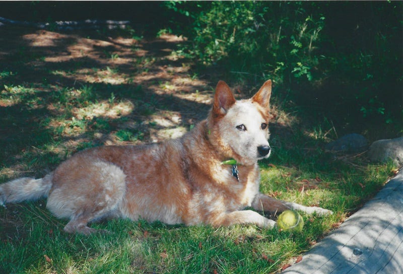 Red australian cattle dog resting on grass