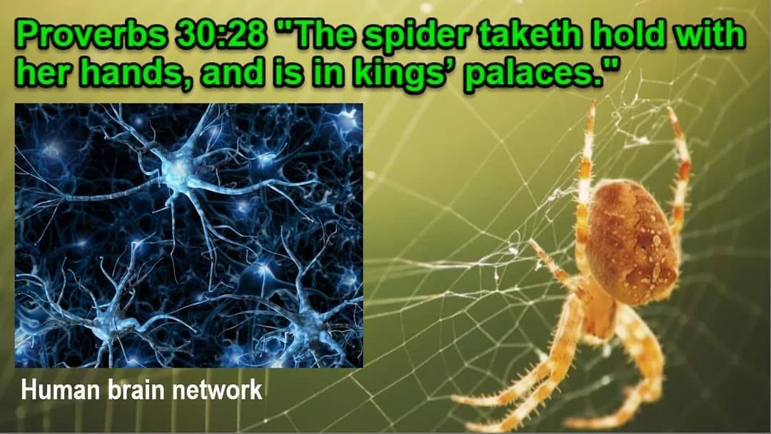 May be an image of text that says "Proverbs 30:28 "The spider taketh hold with her hands, and is in kings' palaces." Human brain network"