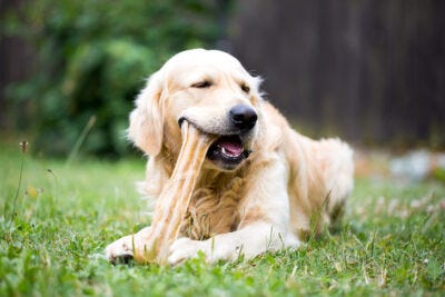 How to Choose Edible Dog Chews That Are Also Safe