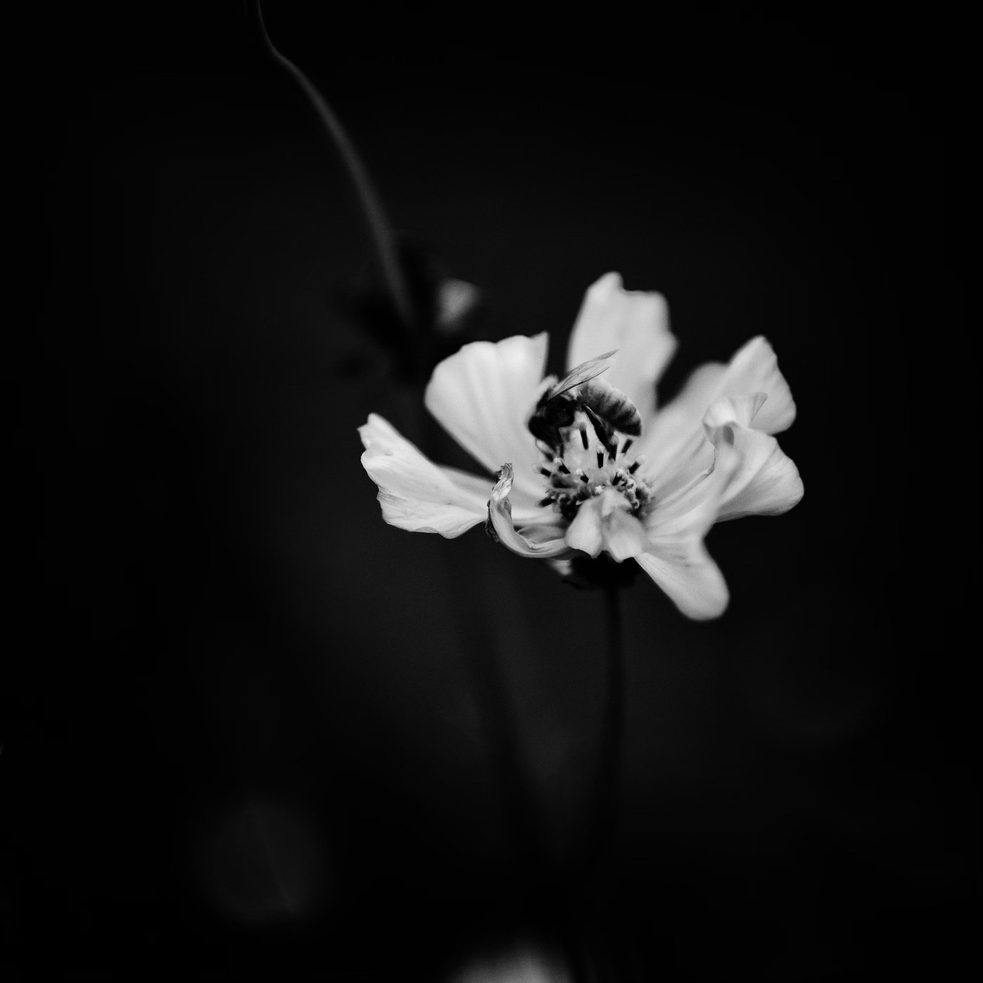 A bee nestles within the tender embrace of a flower's petals, a monochrome moment of nature's intimacy.