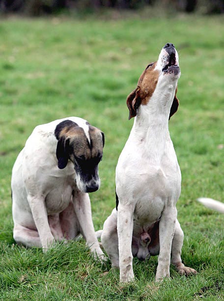 Hounds howl at the start of the hunt in Petworth on November 16, 2004 in West Sussex, England. The controversial hunting bill which would ban hunting...