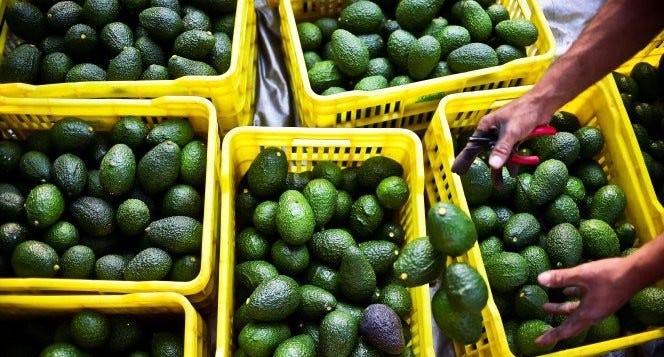 http://nypost.com/2016/11/03/avocado-prices-will-drop-after-costly-october-shortage/