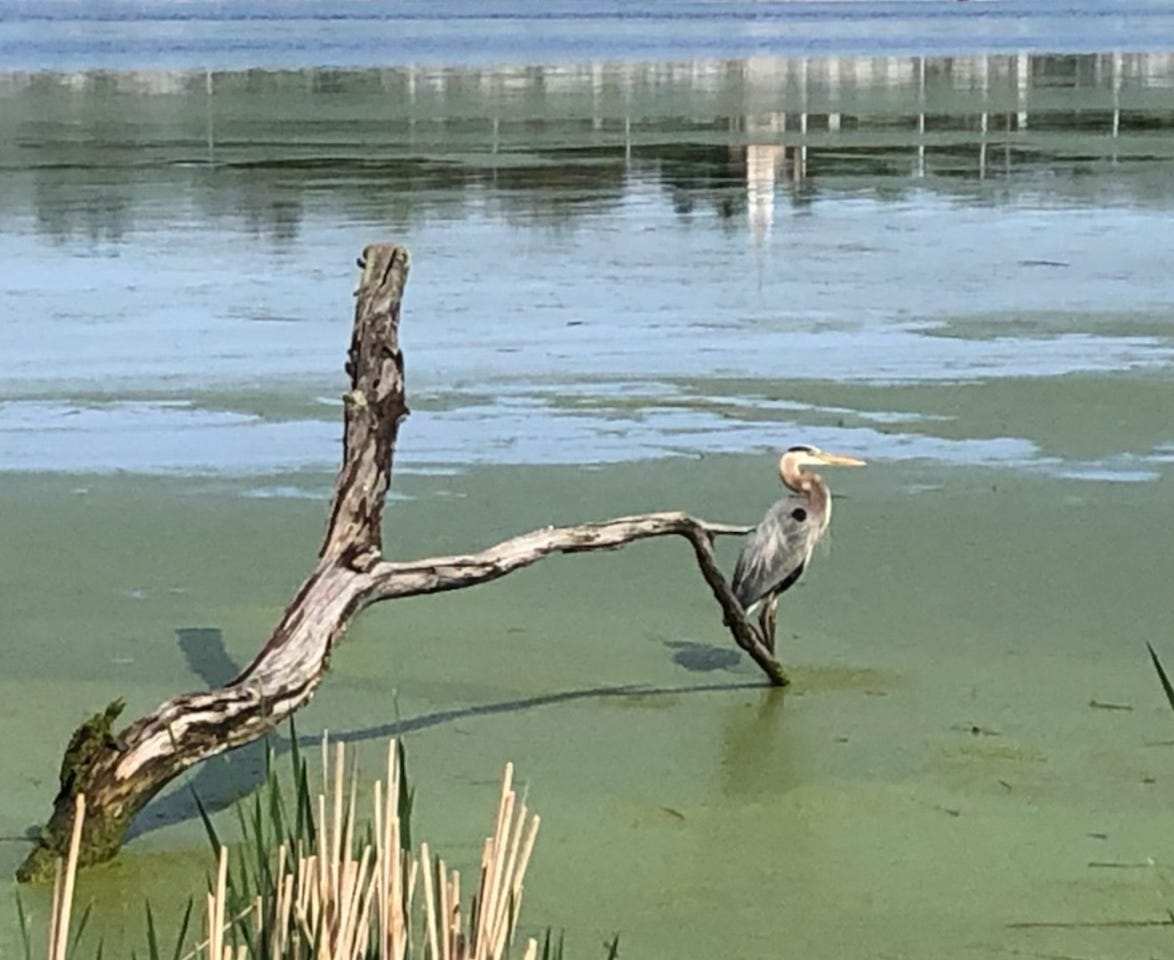 A heron standing on a tree limb in a lake.