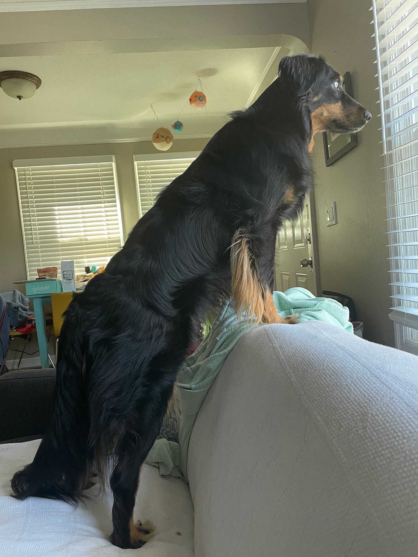 Black and brown dog standing on couch staring intently out the window