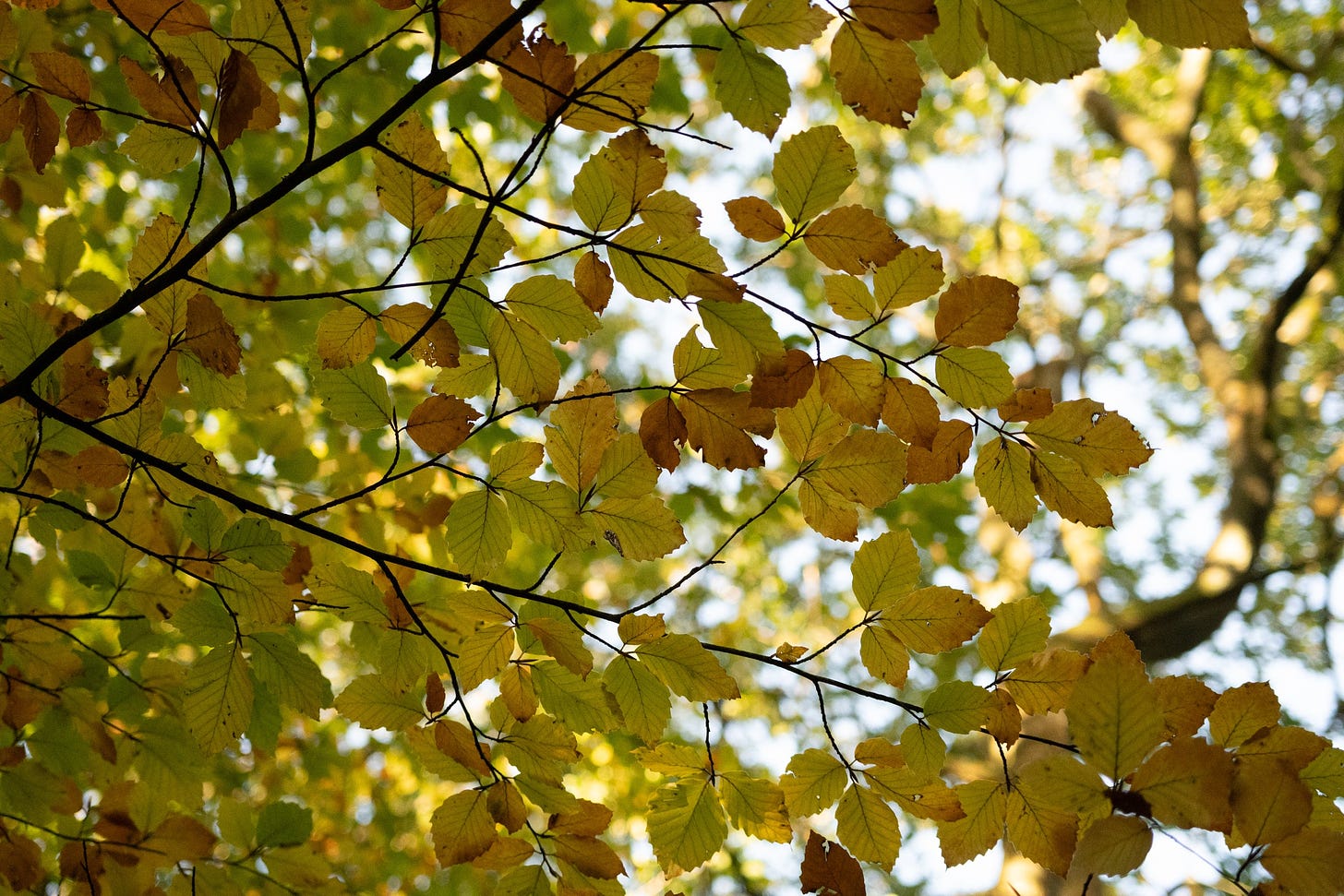 autumnal beech leaves