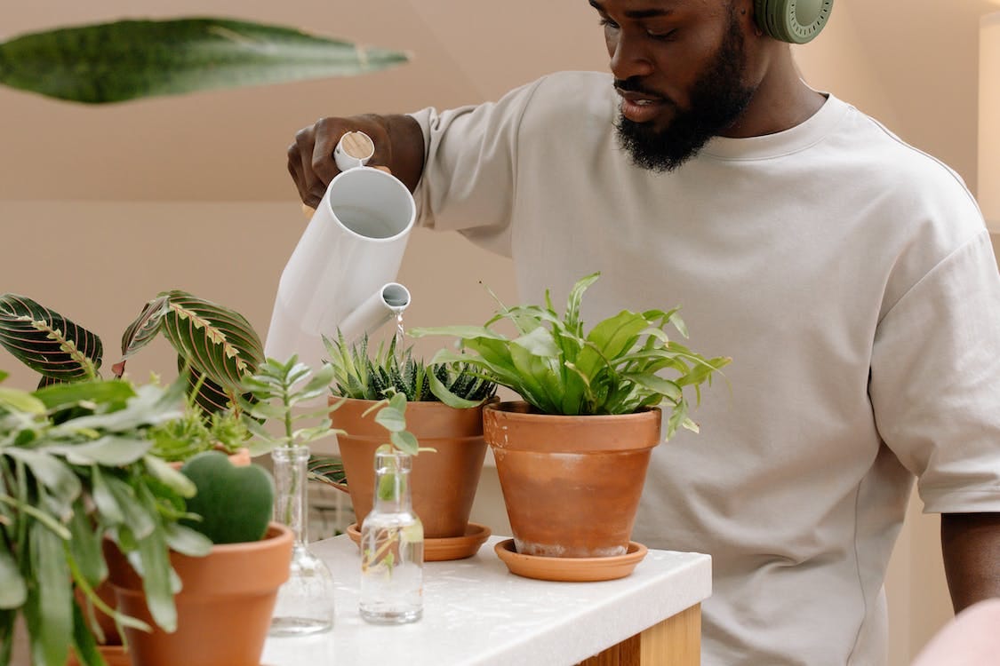 Free Bearded Man Watering the Small Plant Stock Photo