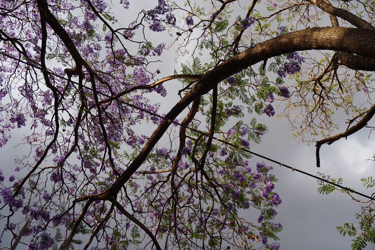 Jacaranda blossoms set against a stormy sky.