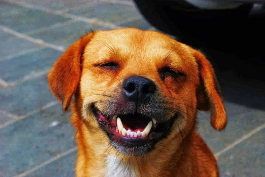 20 Hilarious Dogs Laughing At You