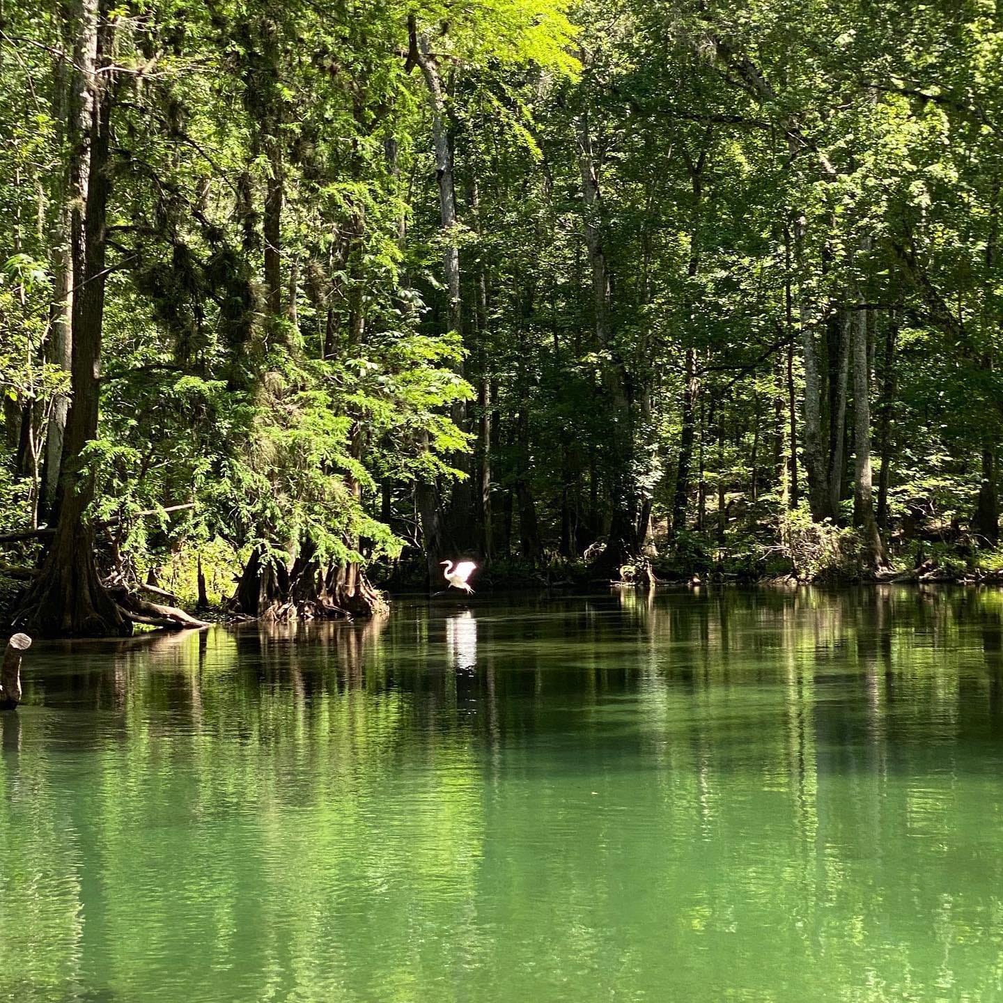 An egret flying above the Ichetucknee