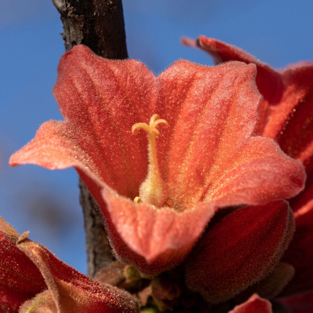 Brachychiton viscidulus [female flower - ATLAS - Liana, 2022].jpeg