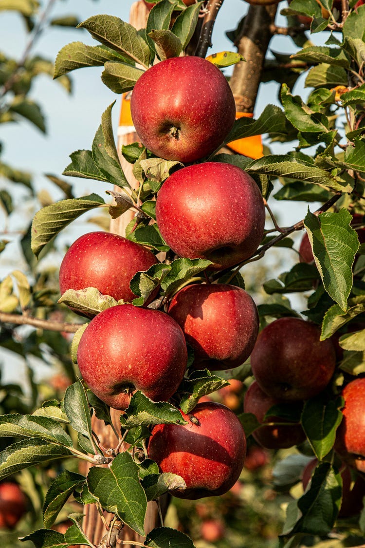 Apples on a Tree