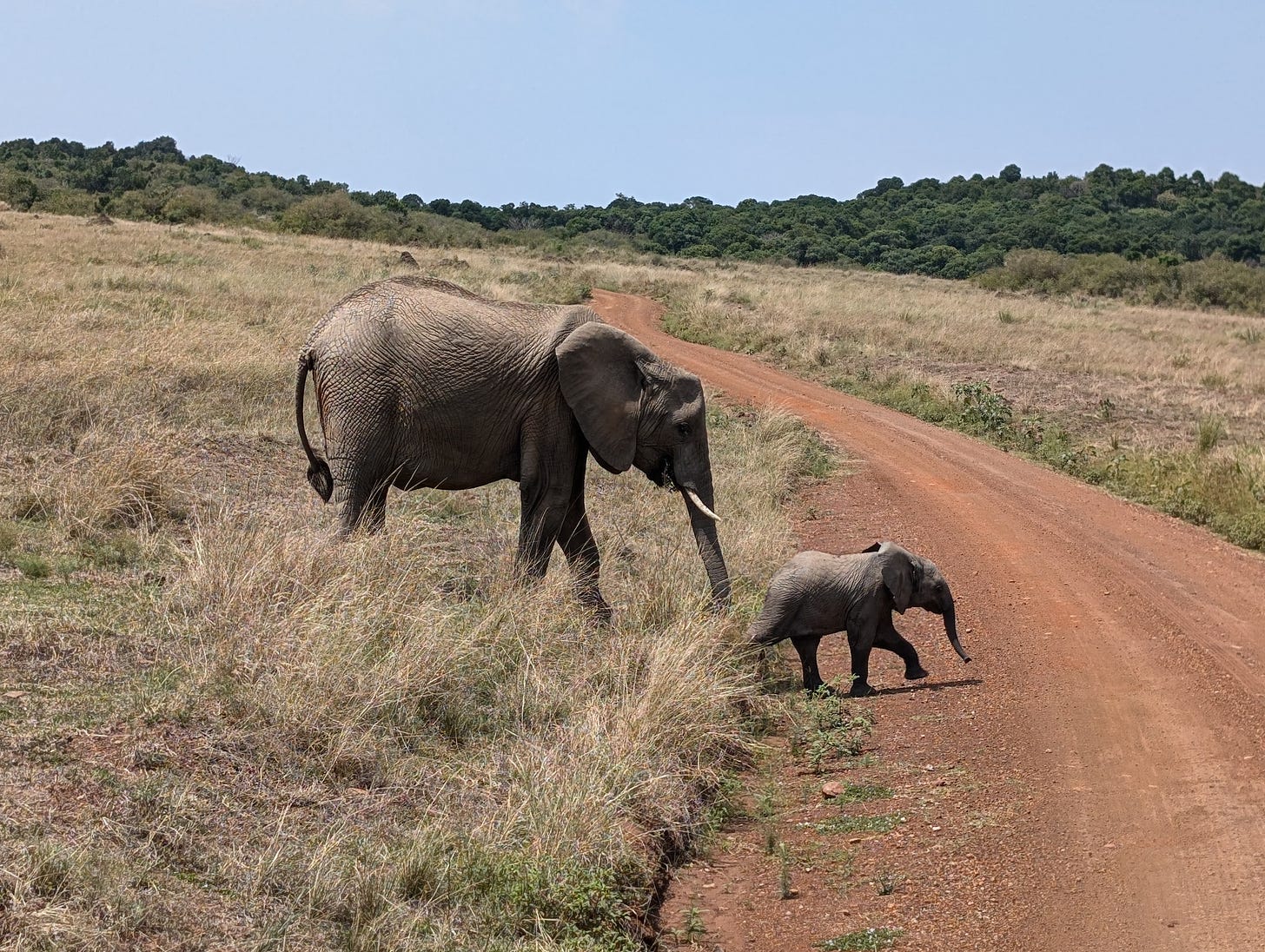 Young and old elephant crossing the road in Maasai Mara National Reserve, Kenya