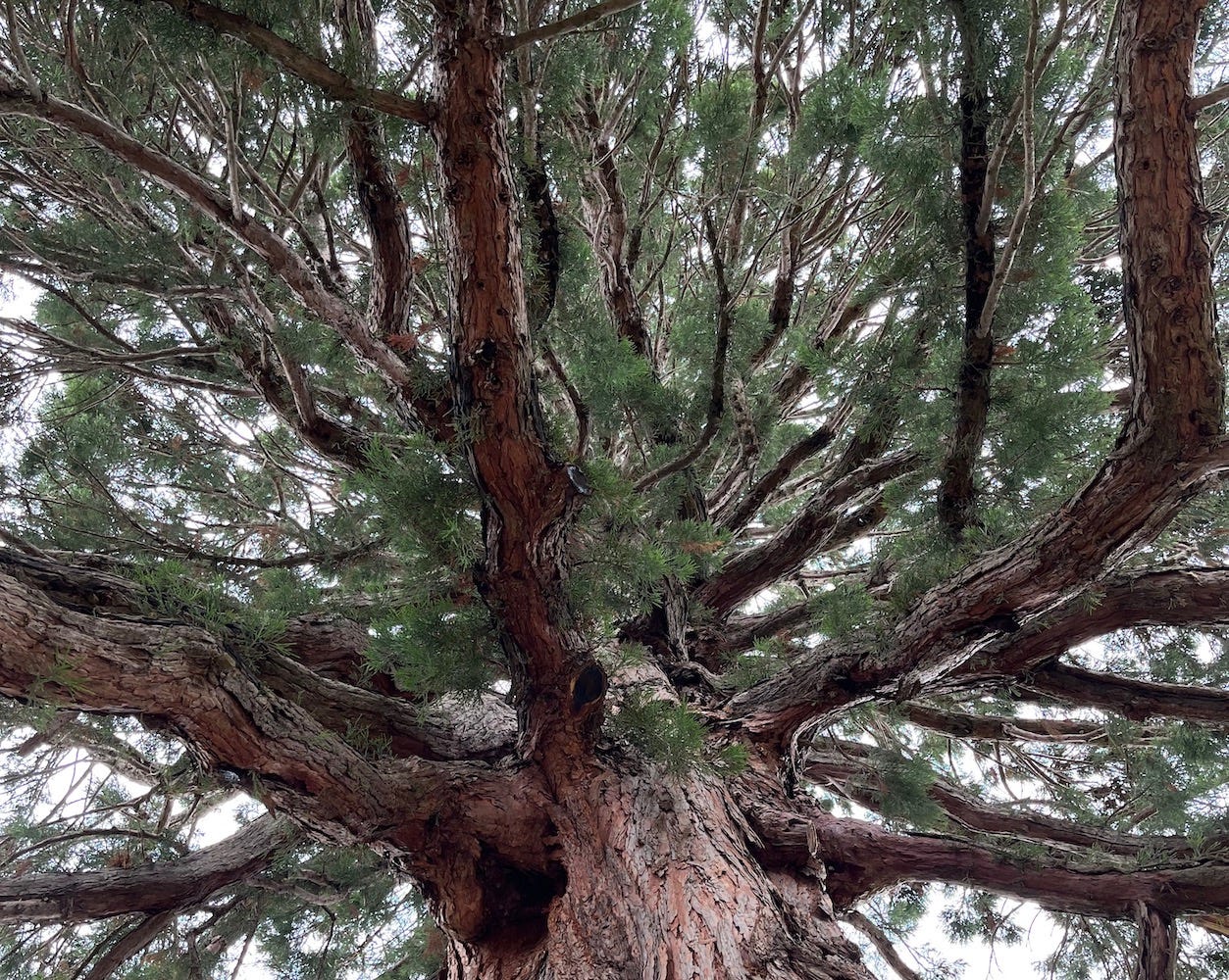 A photo of a sequoia tree, taken at the foot of the trunk looking up. The bark is a deeply textured reddish-brown, and the branches, with their delicate needles, spiral out in all directions, receding up into the light sky.