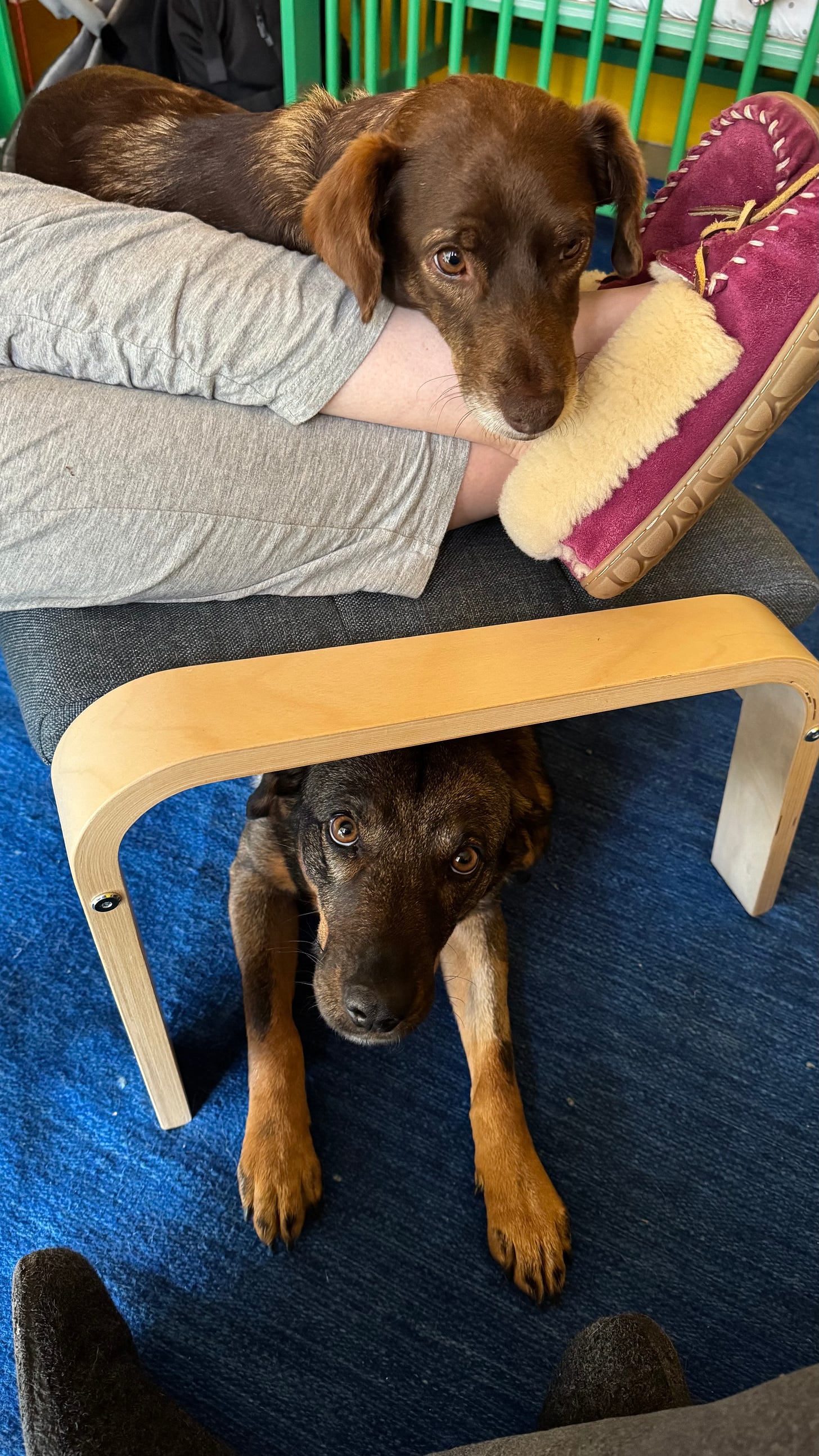 Our dogs Loo and Tigre resting by Andrea's legs.