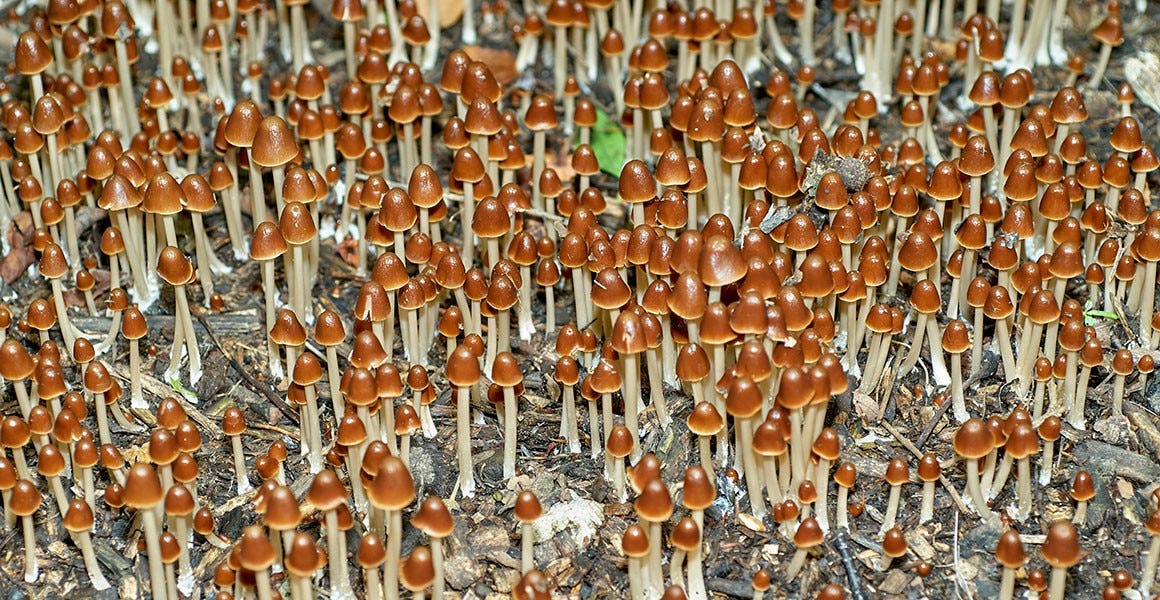 Brown mushrooms growing from soil