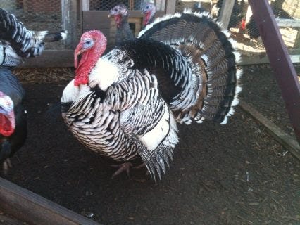 Narragansett Turkey - Tanglewood Farm Miniatures