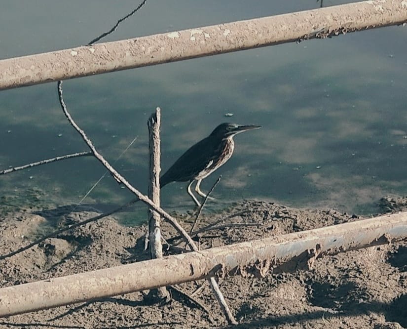 May be an image of kingfisher, wading bird and sea bird