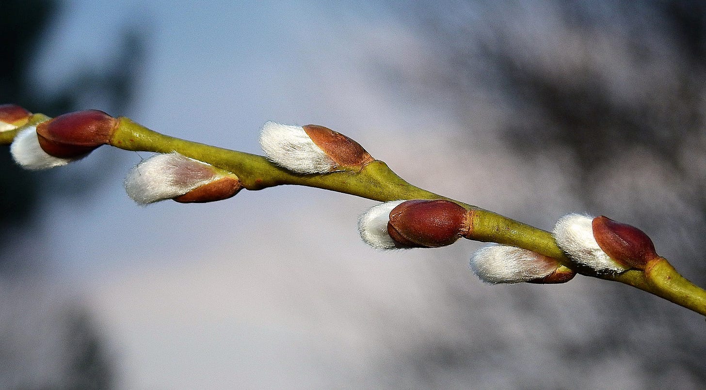 Buds swelling on a willow branch.