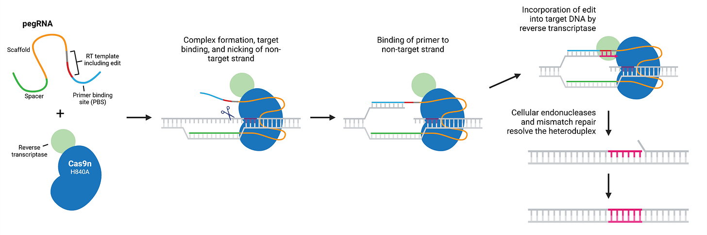 Prime Editing: Adding Precision and Flexibility to CRISPR Editing Prime Editing: Adding Precision and Flexibility to CRISPR Editing