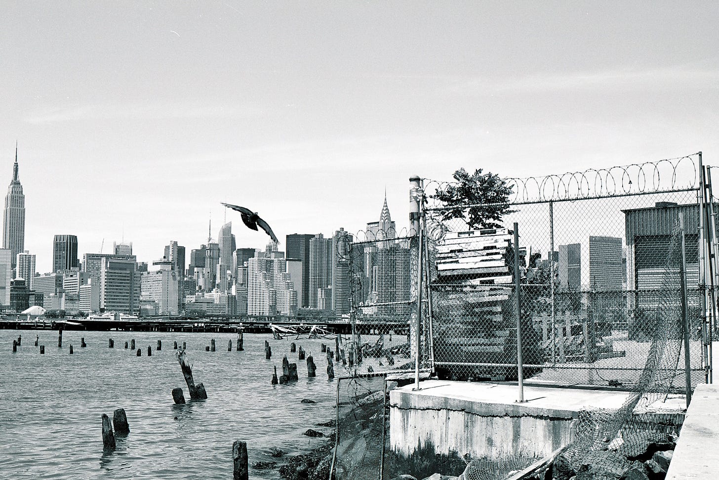 Bird in flight Brooklyn NY