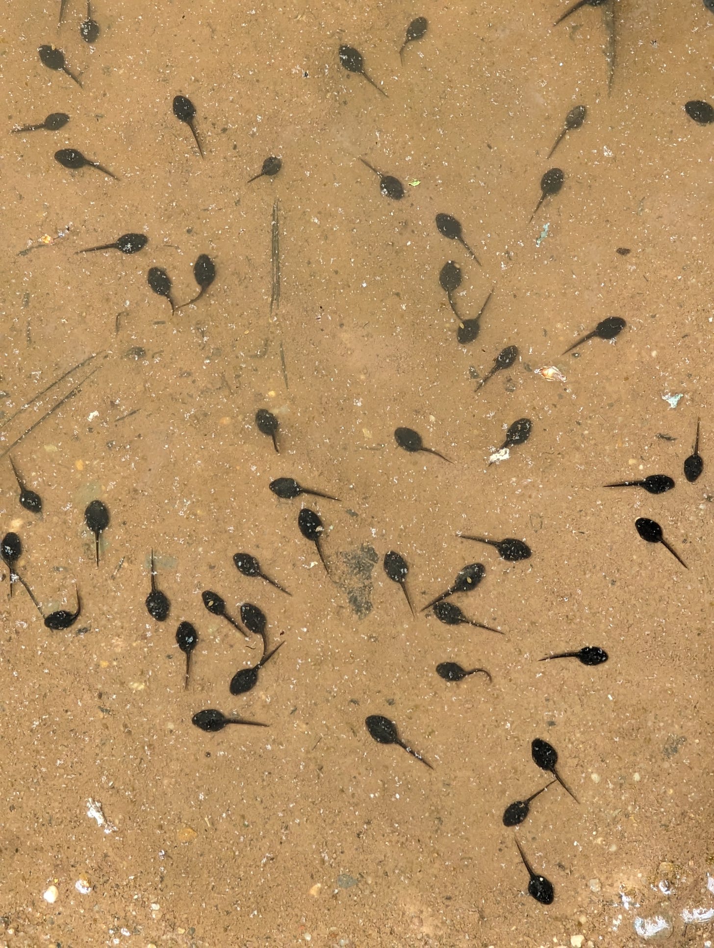 Tadpoles Naturalist with Numbers