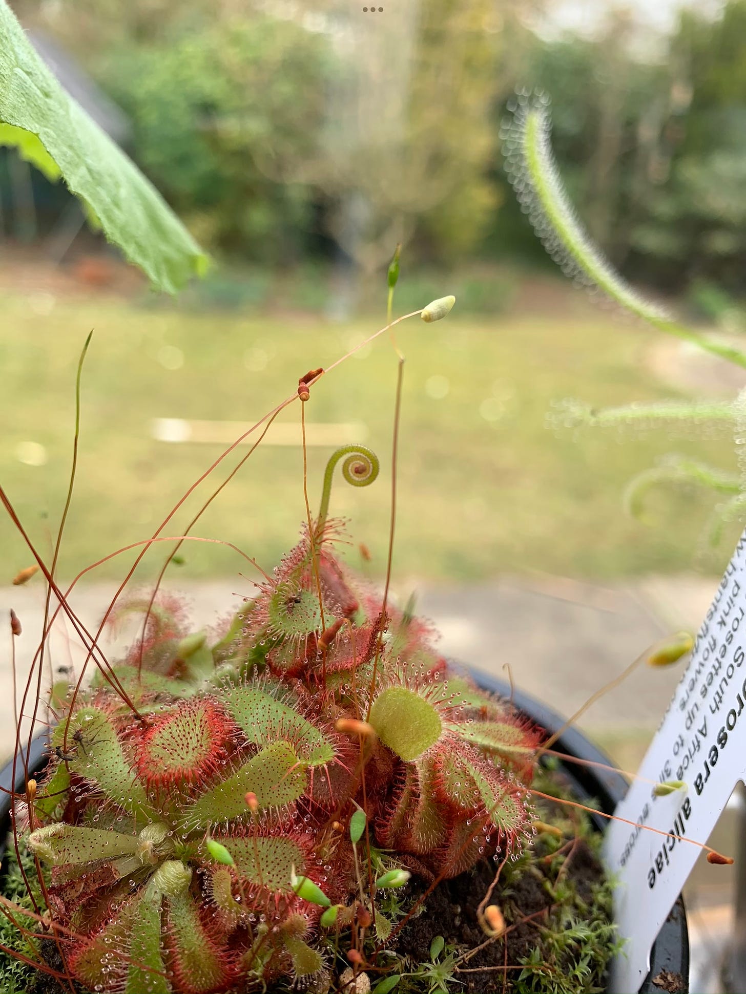 Drosera aliciae in a pot on a windowsill with attractive red and green sticky leaves 