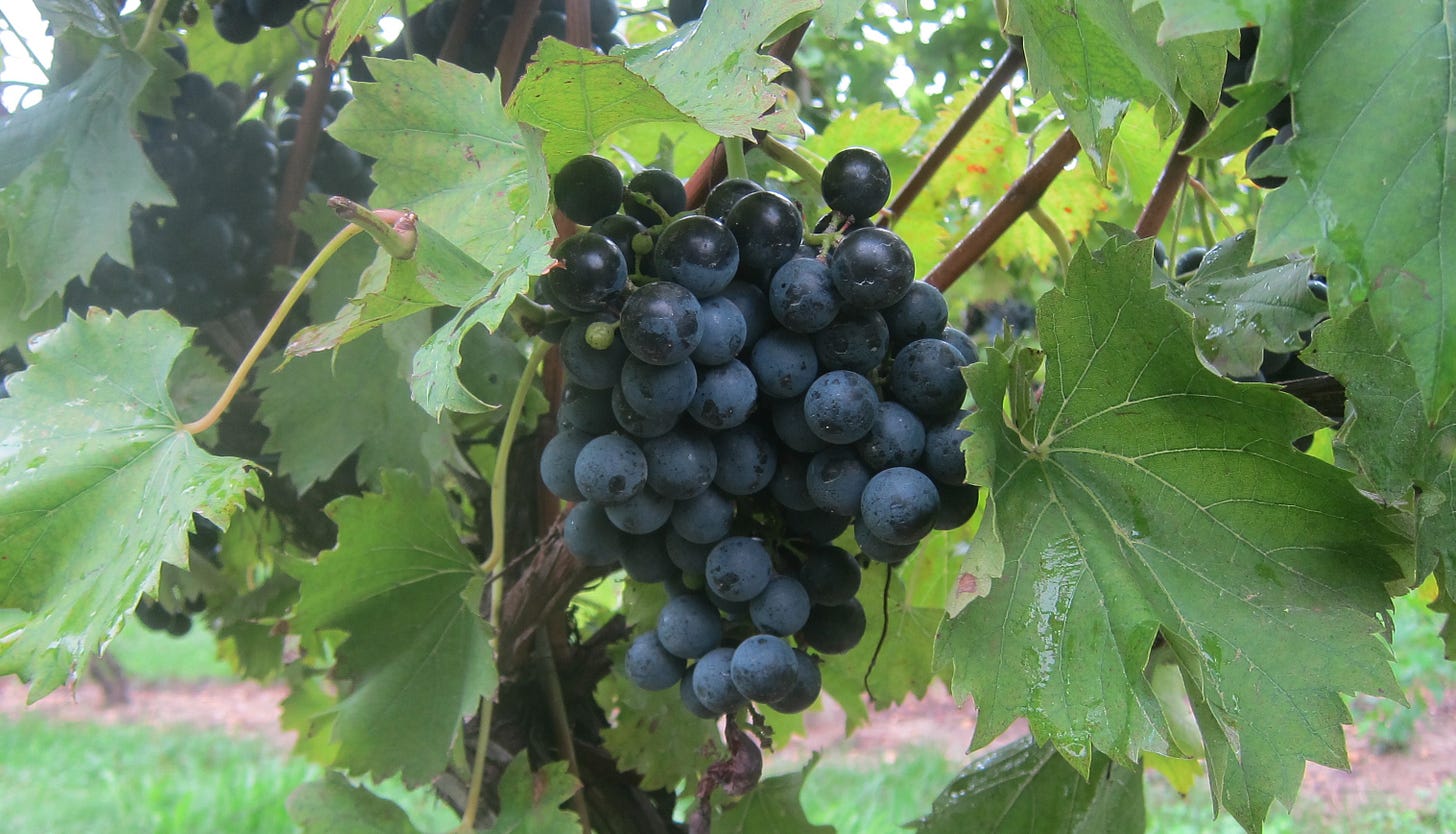 chambourcin grapes new jersey wine bellview winery