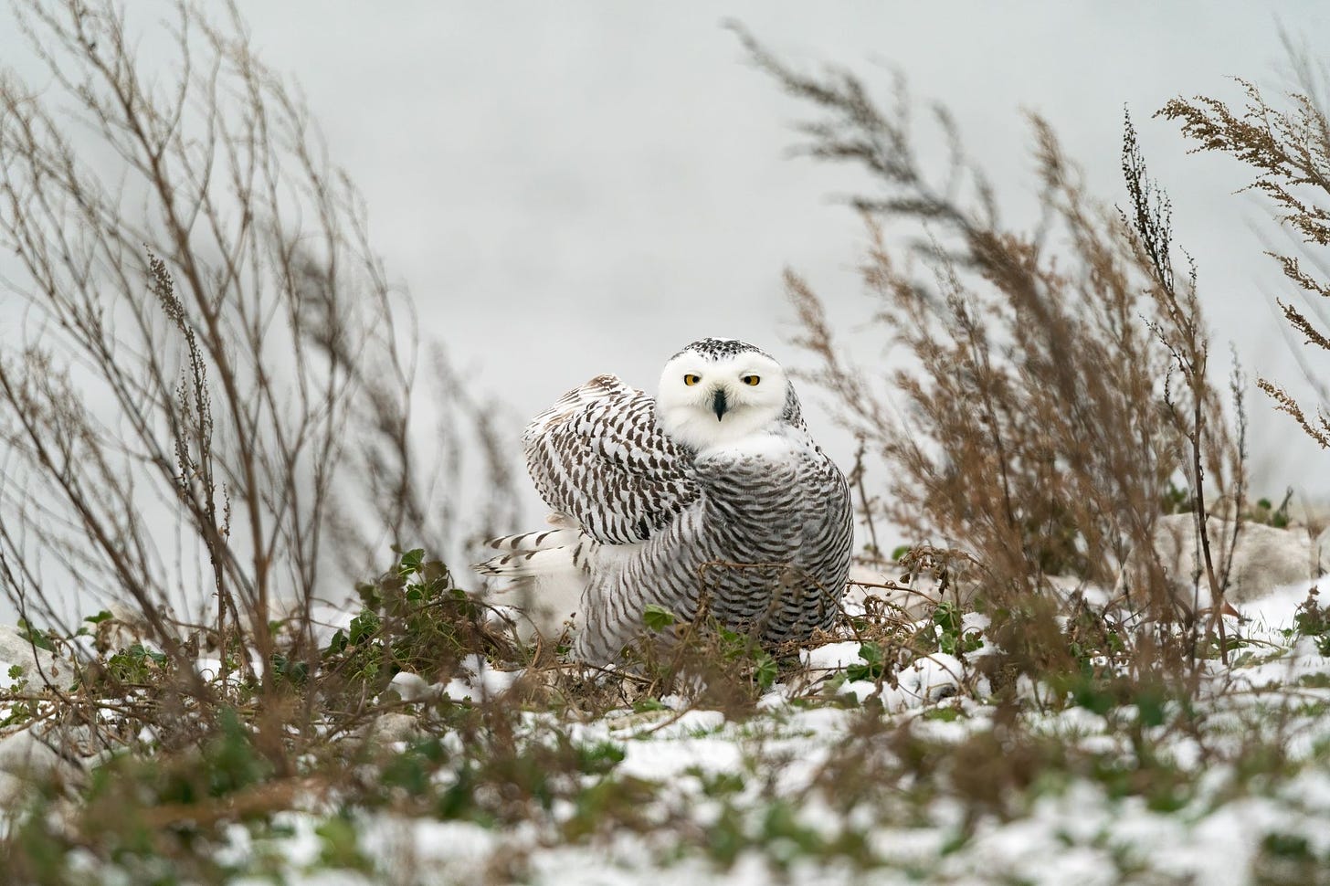 Photo of snowy owl by Tina Nord from Pexels