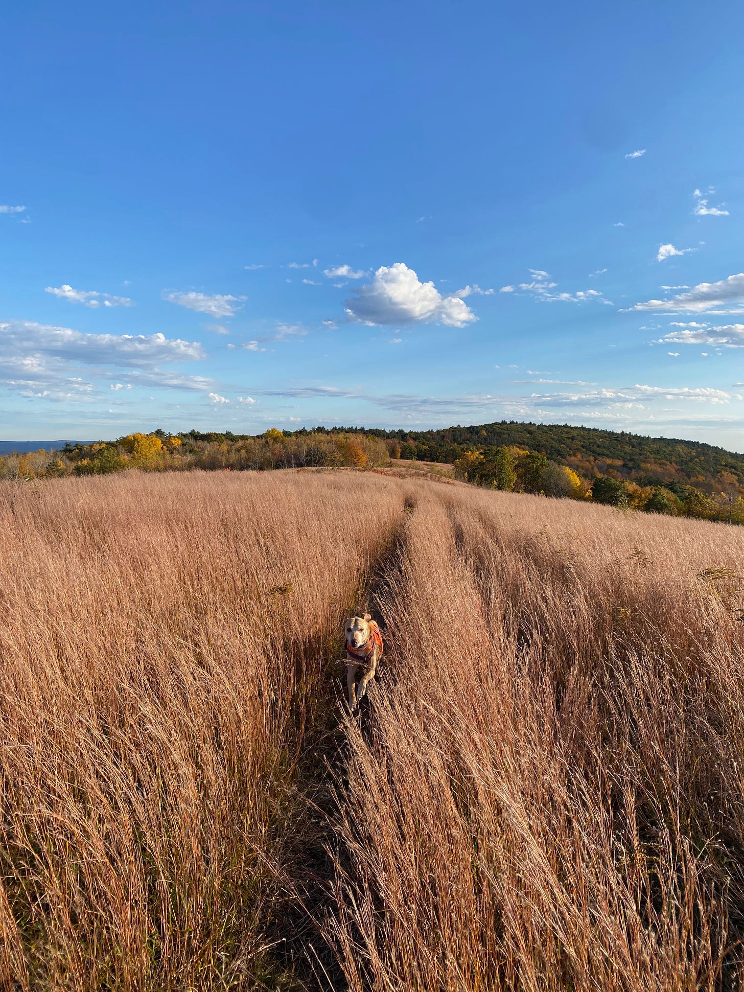 My dog Nessa is running through a field of tall brown grass that stretches a long way into the distance along a ridgetop. The sky is deep blue and the light is October crisp.