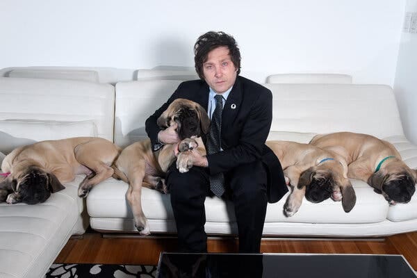 A man in a suit sits on a couch with four Mastiff puppies.