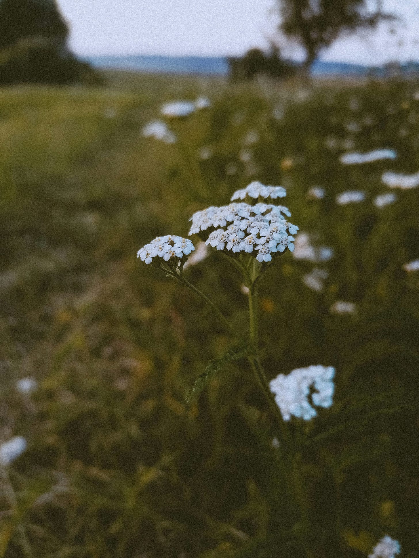 特色图片：blue flowers in tilt shift lens