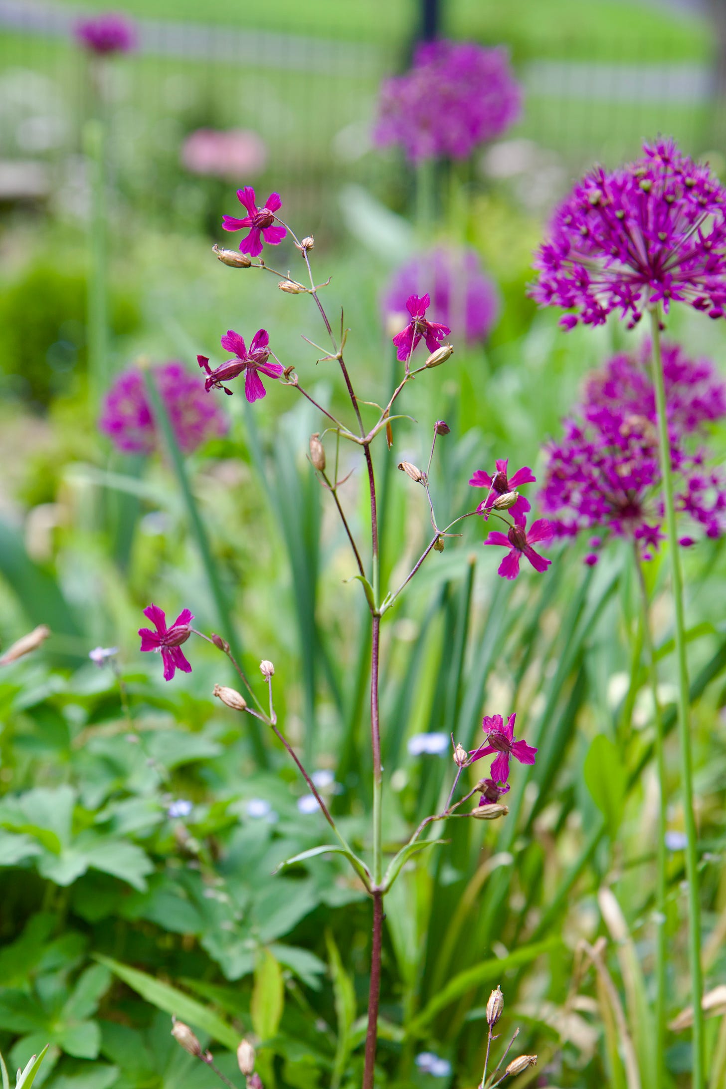 A pretty edition to our garden this past year is Lychnis viscaria, known as the “Clammy campion.” Much prettier than its common name, you can see that the color rivals the Allium ‘Purple Sensation’ in the Cottage Garden.