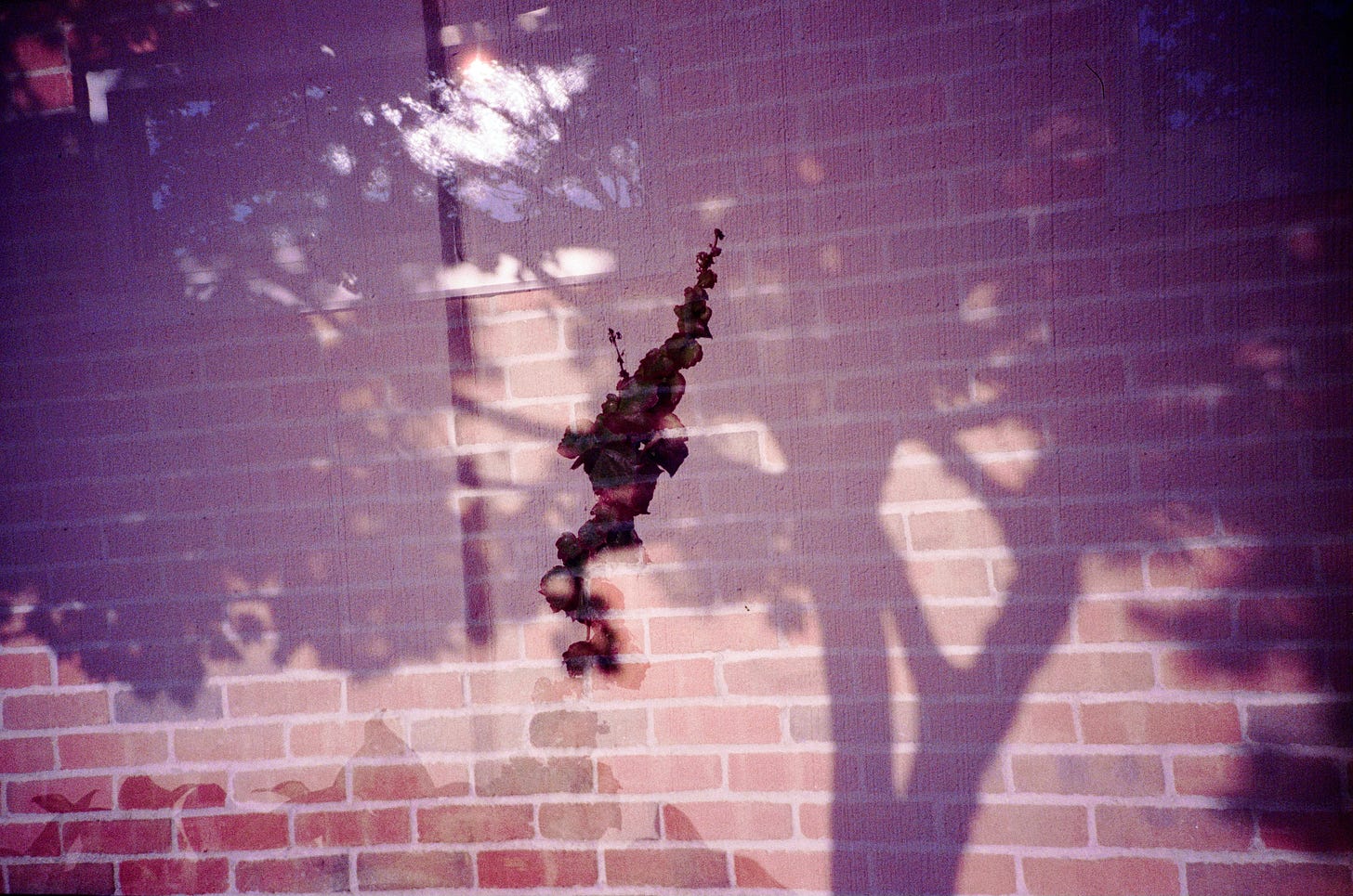 A double-exposed film photo shows a plant in front of a tree's shadow against a brick wall.