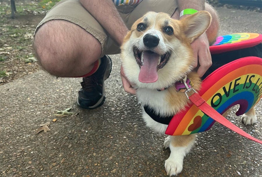 A happy corgi (corgis are all happy) wears a 'Love is Love' rainbow costume
