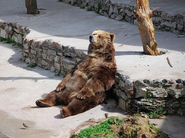 Yeah, am bear. But some days, why am bear? Is there more than bear? - Imgur