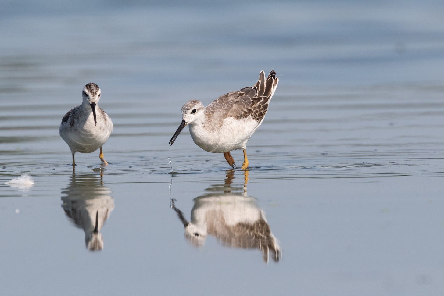 two white-bellied, gray-backed shorebirds standing in shallow water, their reflections below them. the left bird is facing the camera but looking down, while the right bird is facing left, tilted forward with water dripping from its long, pointy black beak.